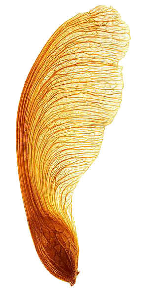 Seeds_A