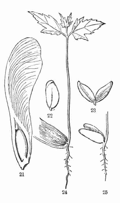 Seeds_D