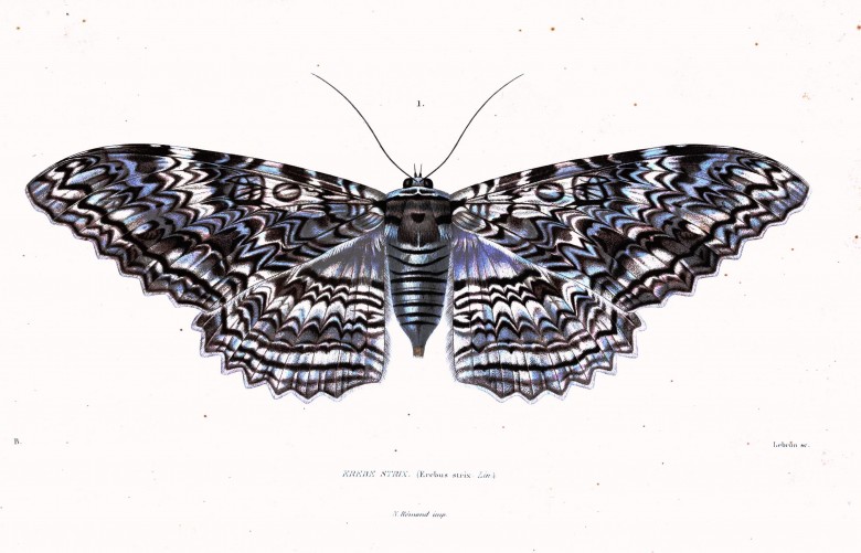 Animal-Insect-Tree-moth-780x501