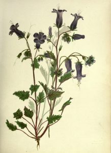 Bluebell