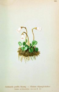 Botanical - Ground cover 1-660x1024