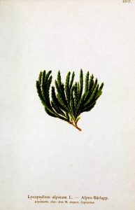 Botanical - Moss 2-660x1024