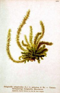 Botanical - Moss 3-660x1024