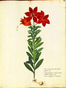 Carnation