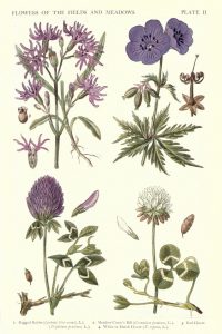 Clover