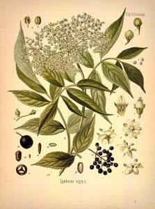 Elder