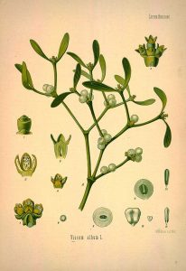 Mistletoe