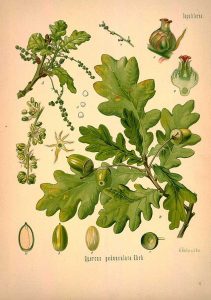 Oak2