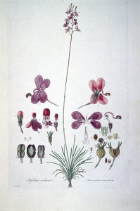 Stylidium_violaceum_(Illustrationes_Florae_Novae_Hollandiae_plate_5)