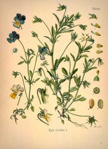 Wild_pansy