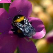 Carpenter Bee