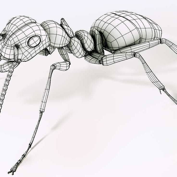 Wireframe